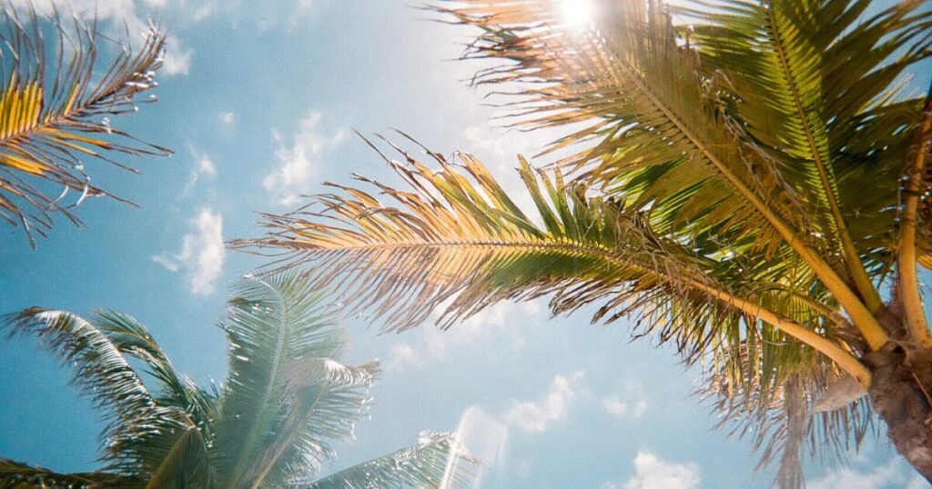 夏の強い日差しの写真